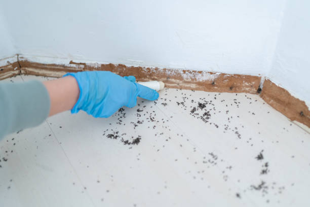 Best Insect Control  in Buchanan, MI