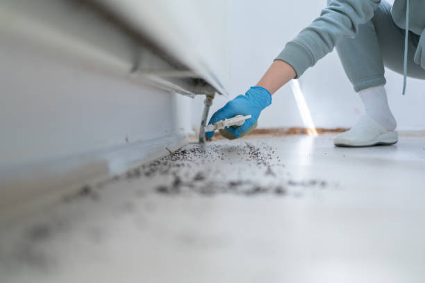 Best Termite Control Services  in Buchanan, MI